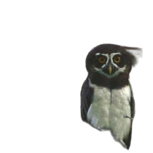 animal, creature, mask, face transparent PNG cut-out