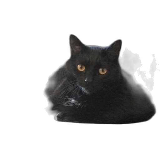 animal, creature, hat, crown transparent PNG cut-out