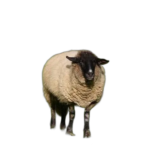 animal, creature, face, hat transparent PNG cut-out