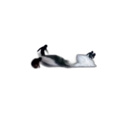 animal, shoes, creature, hair transparent PNG cut-out