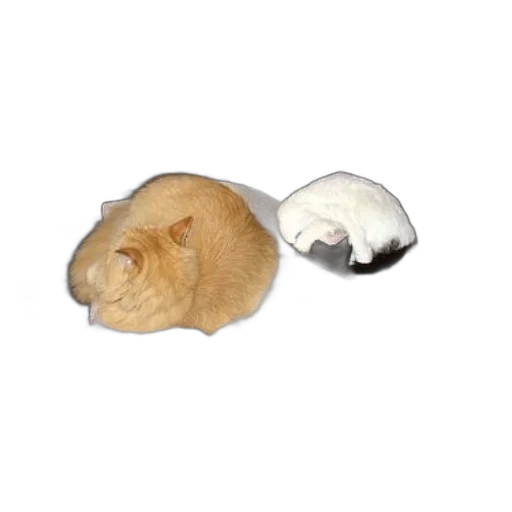 hat, food, animal, furniture transparent PNG cut-out