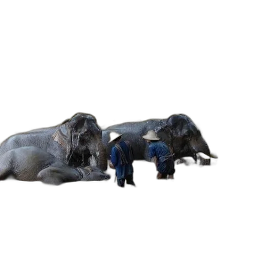 animal, creature, staff, hair transparent PNG cut-out