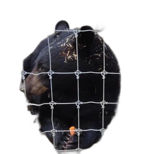 animal, crown, mask, hat transparent PNG cut-out
