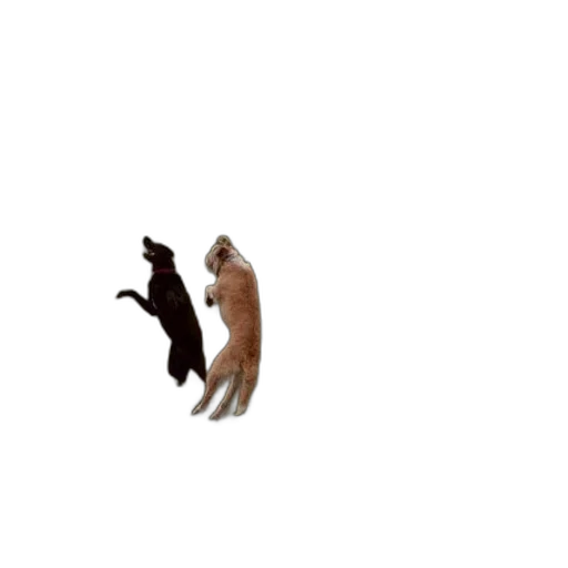 animal, creature, shoes, pixel art transparent PNG cut-out