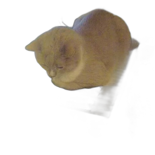 mask, flower, animal, hat transparent PNG cut-out