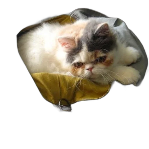 hat, umbrella, crown, jacket transparent PNG cut-out