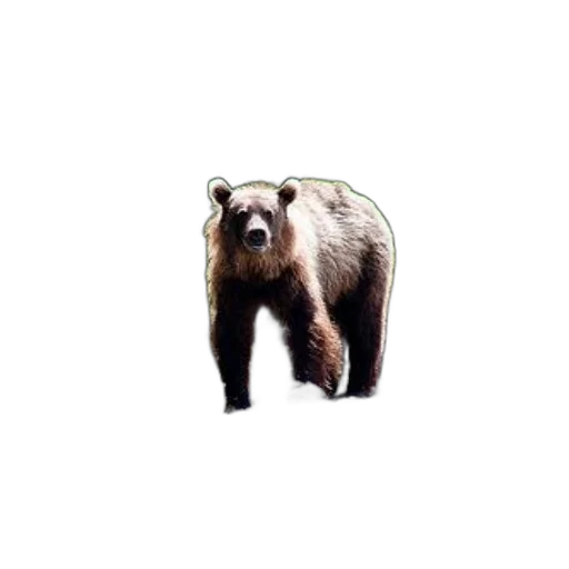 animal, creature, face, food transparent PNG cut-out