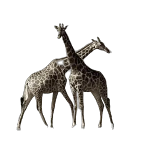 animal, crown, jewelry, furniture transparent PNG cut-out