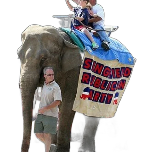 animal, parade, scene, elephant transparent PNG cut-out