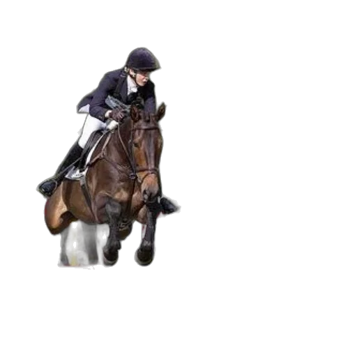 animal, hat, photorealistic, rider transparent PNG cut-out