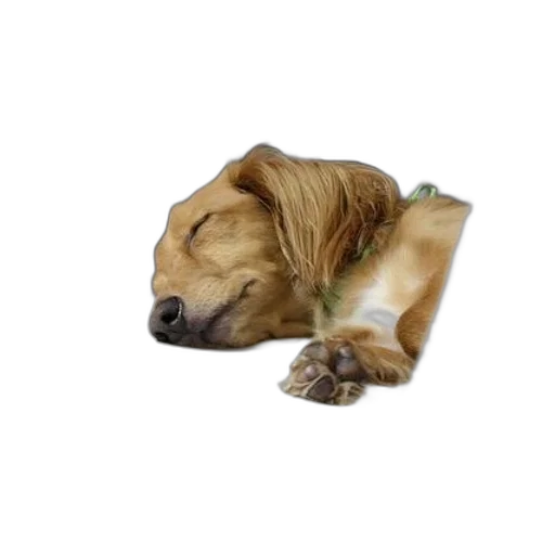 animal, staff, creature, photorealistic transparent PNG cut-out