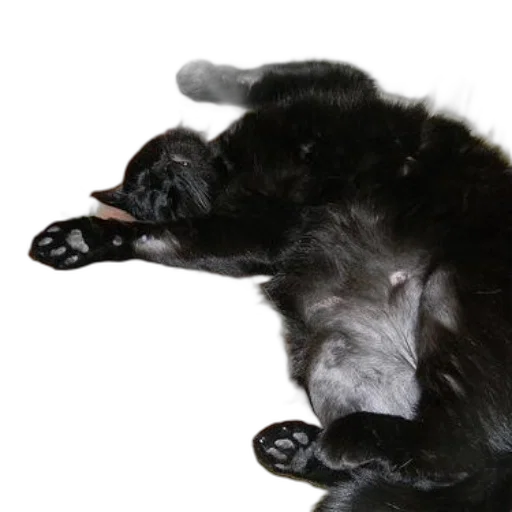 creature, animal, staff, photorealistic transparent PNG cut-out
