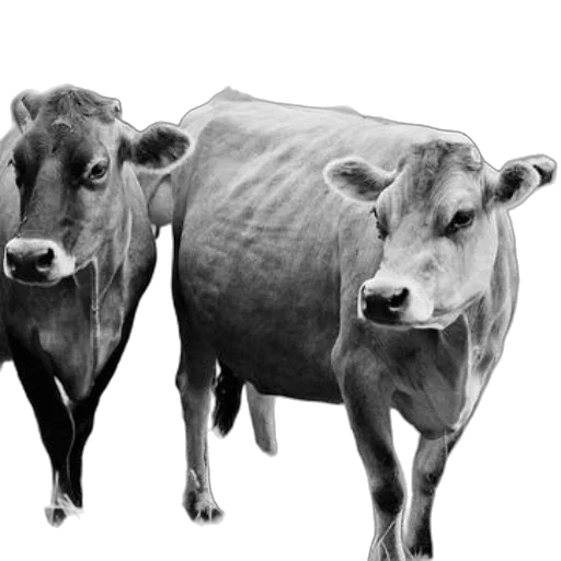 animal, photorealistic, pencil sketch, concept art transparent PNG cut-out