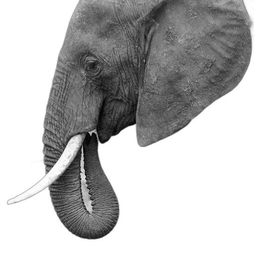 animal, staff, hat, creature transparent PNG cut-out