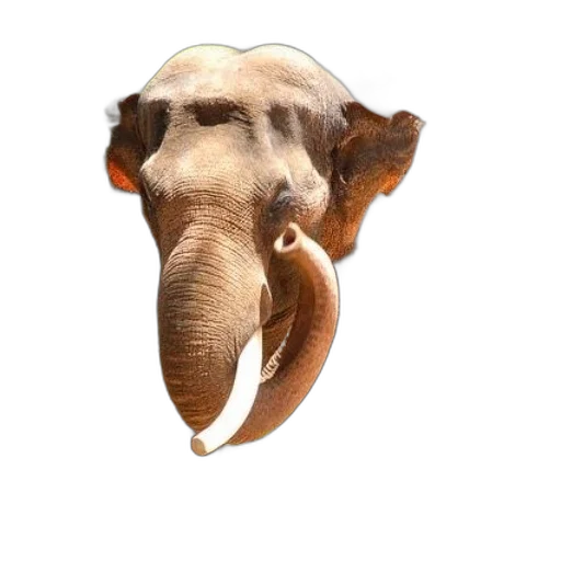 animal, creature, hat, face transparent PNG cut-out