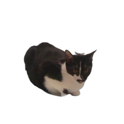 animal, creature, hat, face transparent PNG cut-out