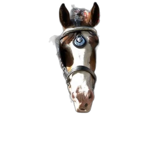 animal, mask, face, hat transparent PNG cut-out