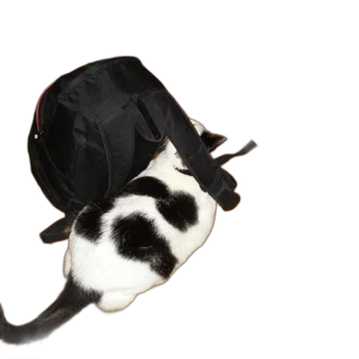 hat, jacket, animal, crown transparent PNG cut-out