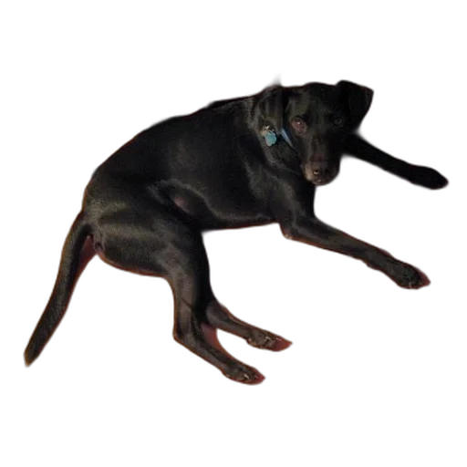 animal, creature, staff, dragon transparent PNG cut-out