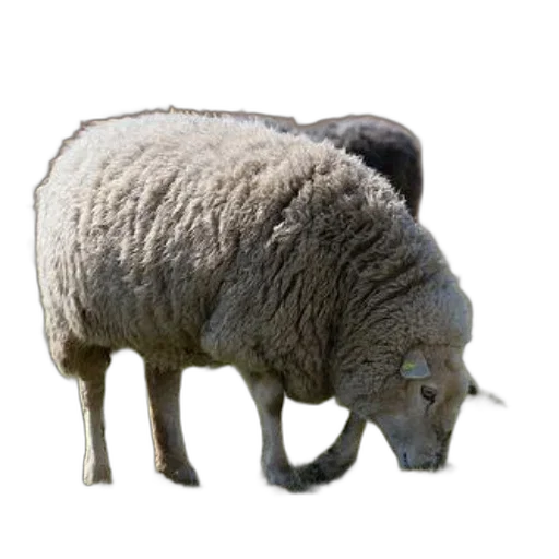 animal, creature, weapon, face transparent PNG cut-out