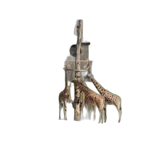 animal, furniture, weapon, shoes transparent PNG cut-out