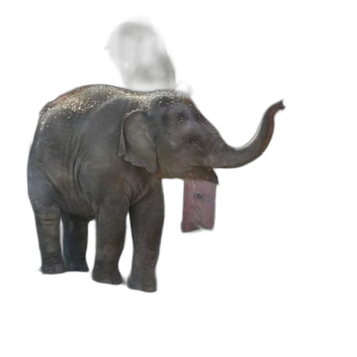 animal, creature, mask, hat transparent PNG cut-out