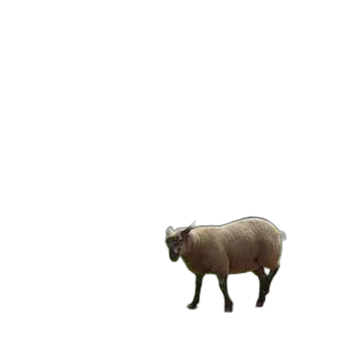 animal, creature, dress, food transparent PNG cut-out