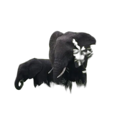 animal, creature, staff, furniture transparent PNG cut-out