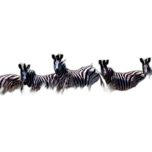 animal, creature, hair, jewelry transparent PNG cut-out