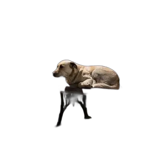 animal, furniture, creature, robot transparent PNG cut-out