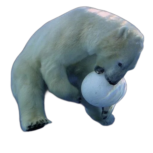 animal, creature, mask, face transparent PNG cut-out