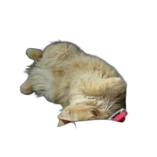 animal, creature, staff, food transparent PNG cut-out