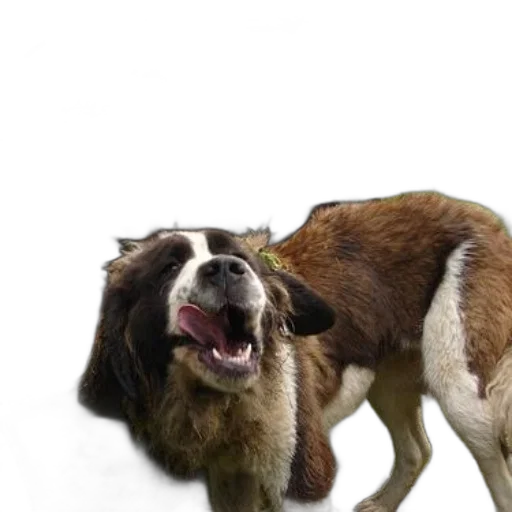 animal, creature, staff, hair transparent PNG cut-out