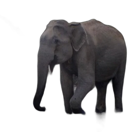 animal, creature, weapon, staff transparent PNG cut-out