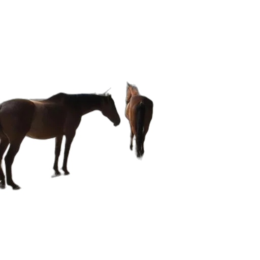 animal, creature, furniture, hat transparent PNG cut-out