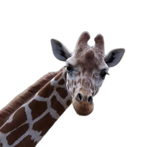 animal, creature, face, staff transparent PNG cut-out