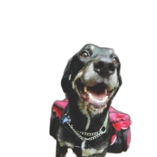 animal, jacket, creature, staff transparent PNG cut-out
