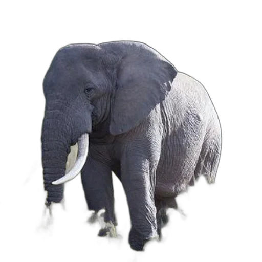 animal, creature, umbrella, weapon transparent PNG cut-out