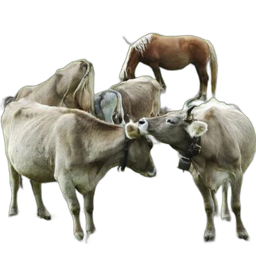 animal, staff, jewelry, food transparent PNG cut-out