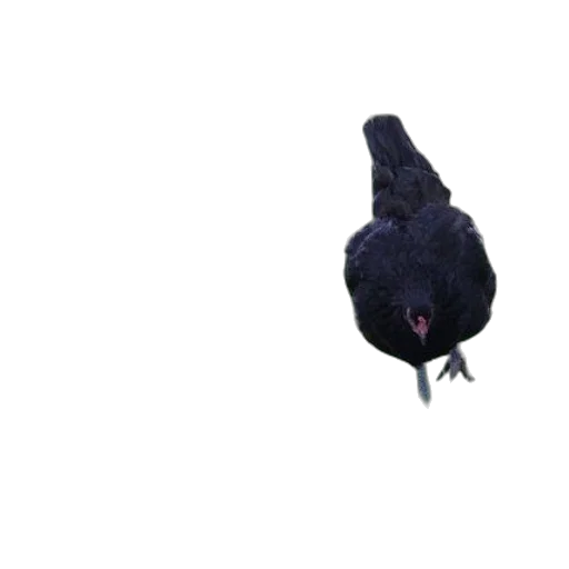 animal, creature, hat, mask transparent PNG cut-out