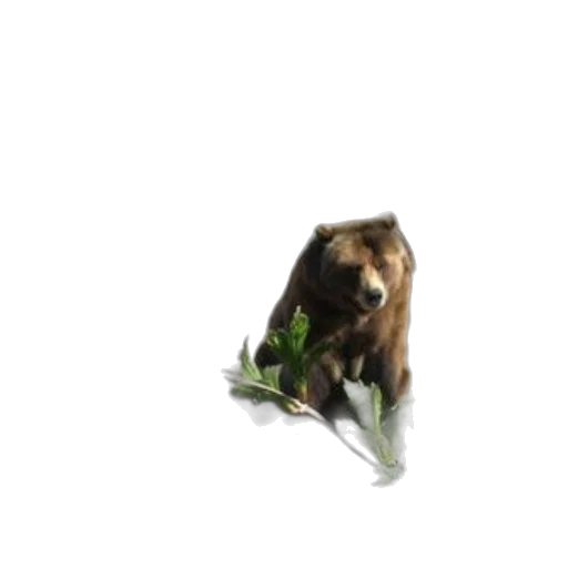 animal, creature, staff, food transparent PNG cut-out