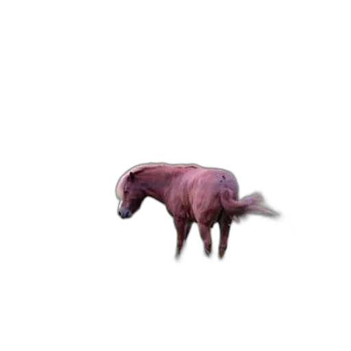 animal, creature, dragon, hat transparent PNG cut-out