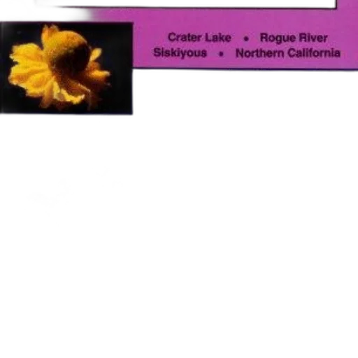 flower, colorful, dark, golden transparent PNG cut-out