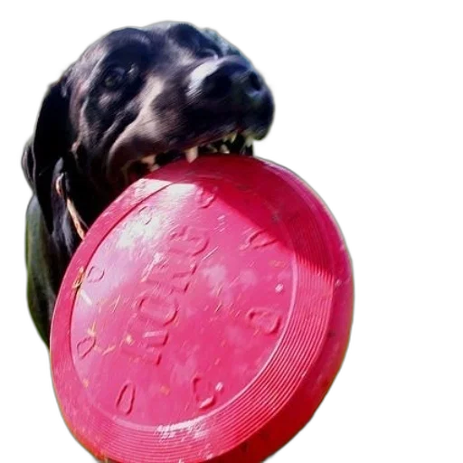 animal, creature, food, umbrella transparent PNG cut-out