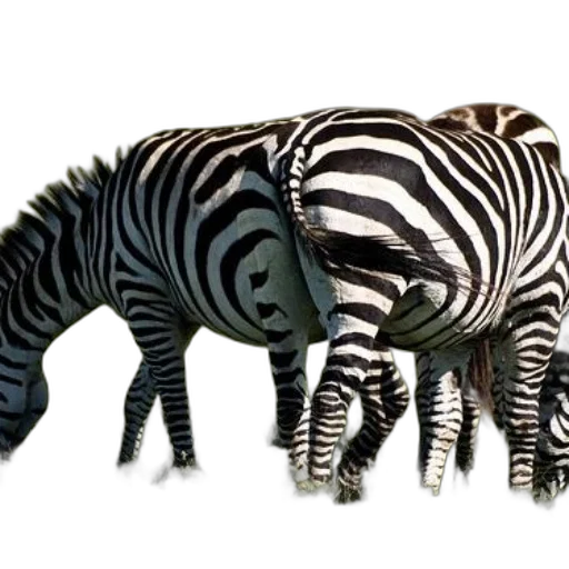 animal, creature, jewelry, furniture transparent PNG cut-out