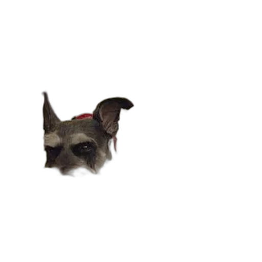 animal, creature, dragon, staff transparent PNG cut-out