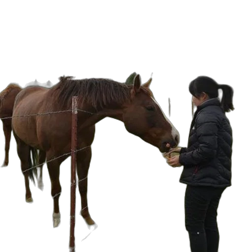 animal, staff, creature, jacket transparent PNG cut-out