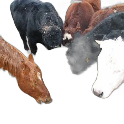 animal, food, photorealistic, group transparent PNG cut-out