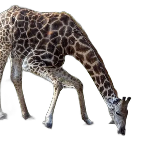 animal, creature, staff, weapon transparent PNG cut-out