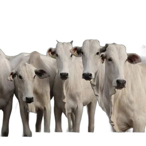animal, group, white, cows transparent PNG cut-out